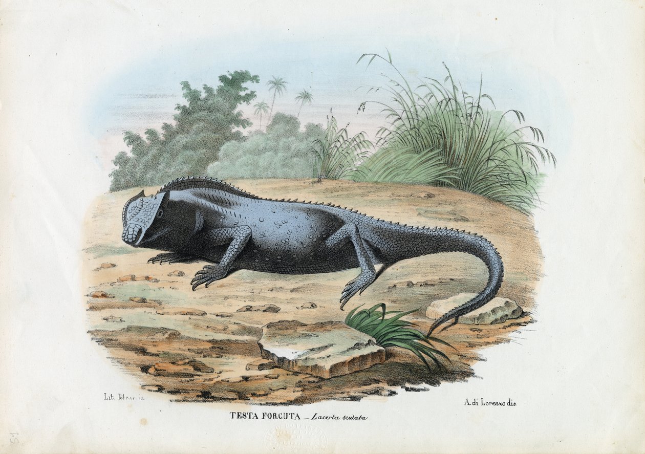 Eidechse, 1863-79 von Raimundo Petraroja