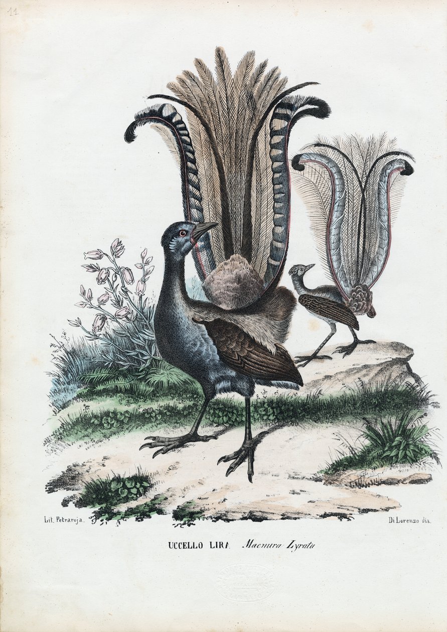 Leierschwanz, 1863-79 von Raimundo Petraroja