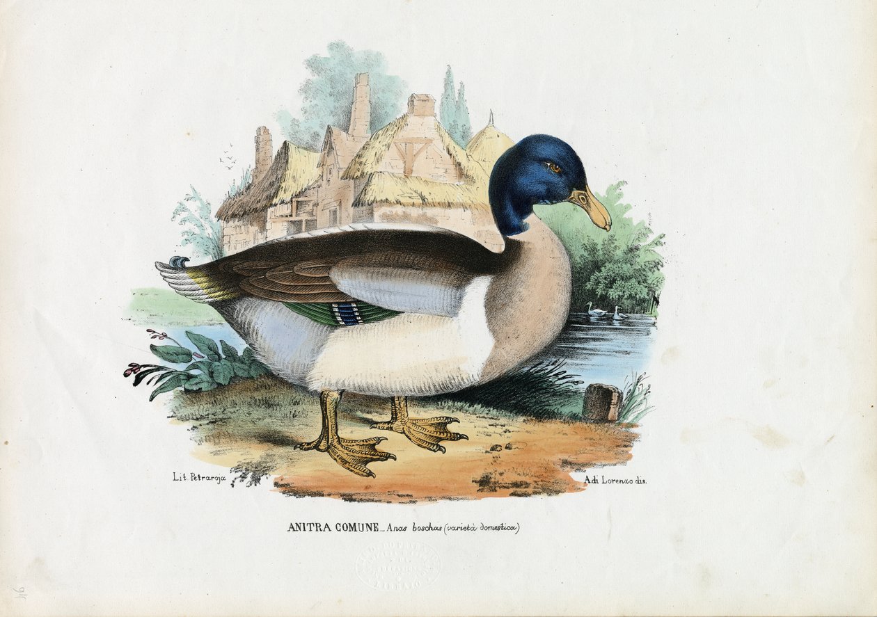 Stockente, 1863-79 von Raimundo Petraroja