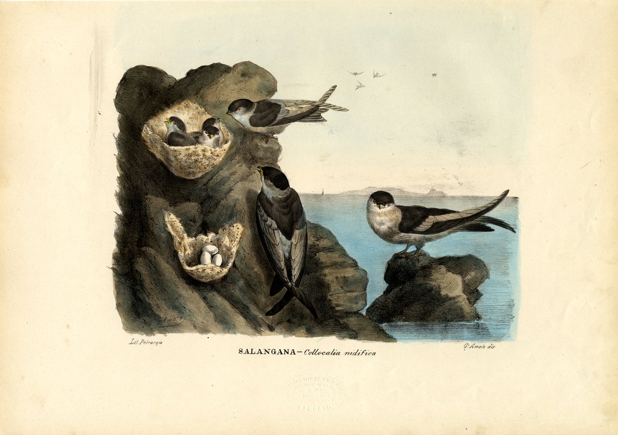 Moosnest-Salangane, 1863-79 von Raimundo Petraroja