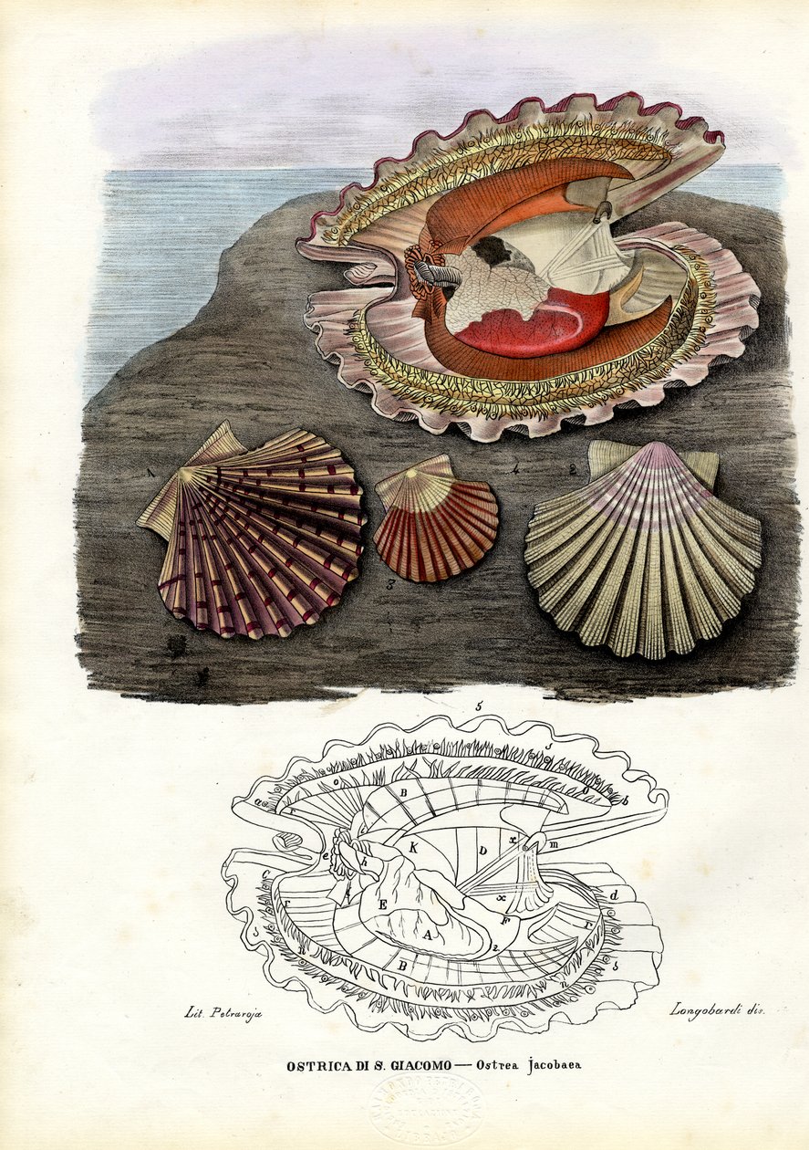 Muscheln, 1863-79 von Raimundo Petraroja