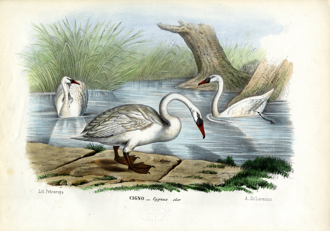 Höckerschwan, 1863-79 von Raimundo Petraroja
