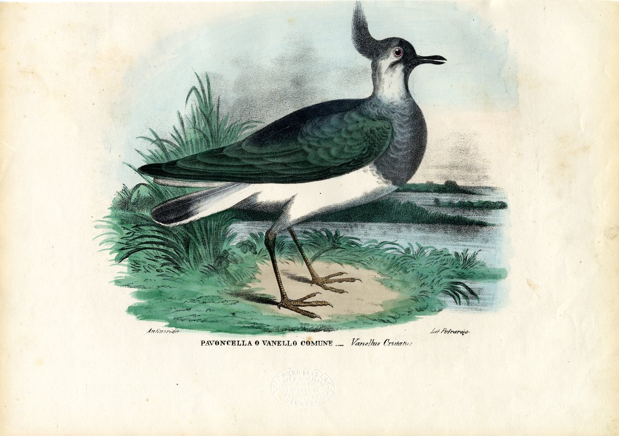 Kiebitz, 1863-79 von Raimundo Petraroja