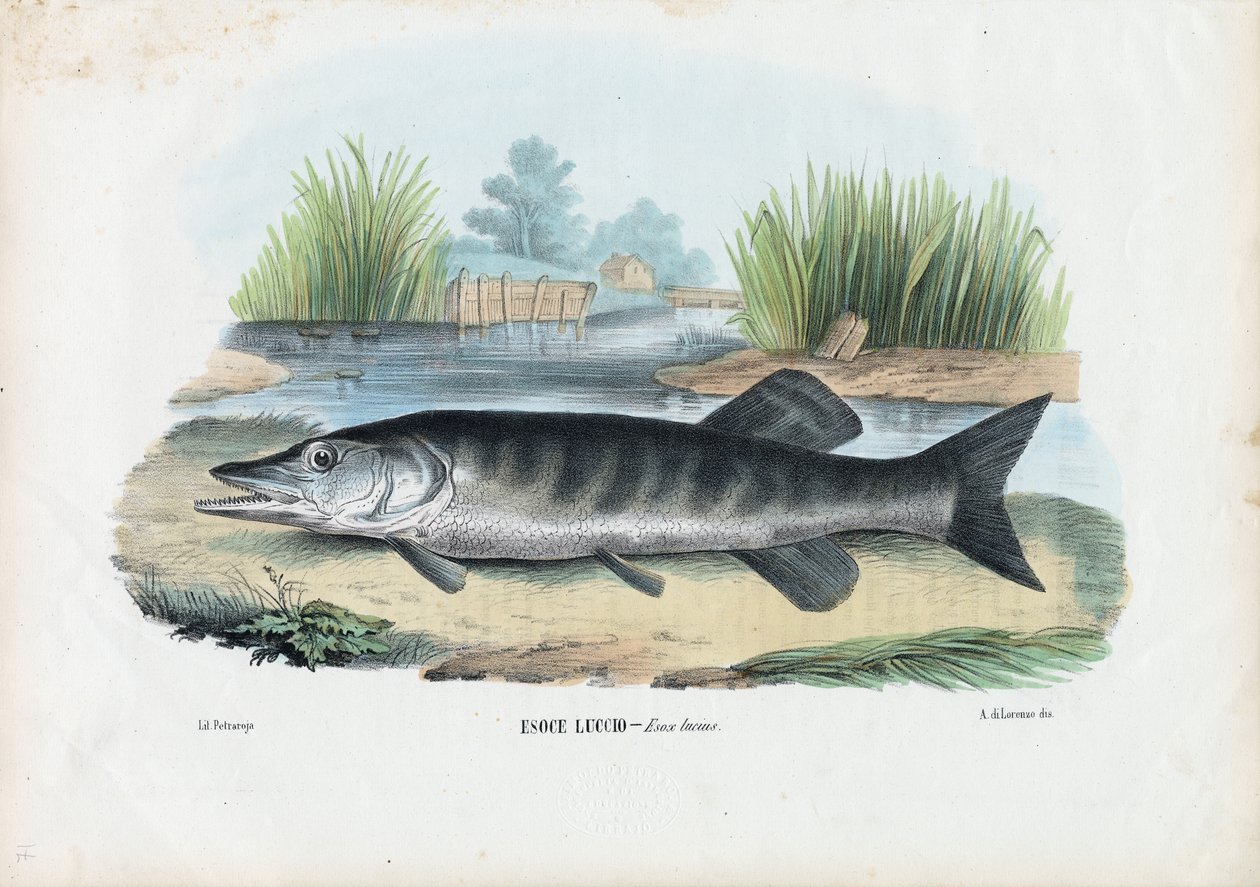 Hecht, 1863-79 von Raimundo Petraroja