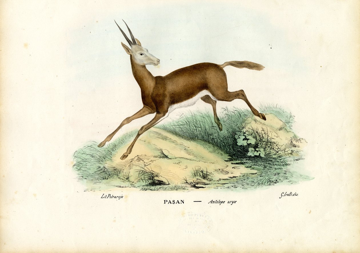 Oryx, 1863-79 von Raimundo Petraroja