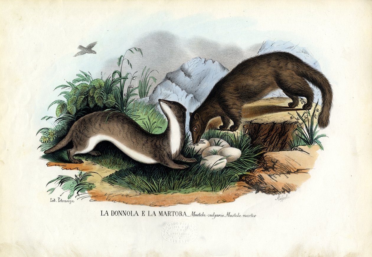 Baummarder, 1863-79 von Raimundo Petraroja