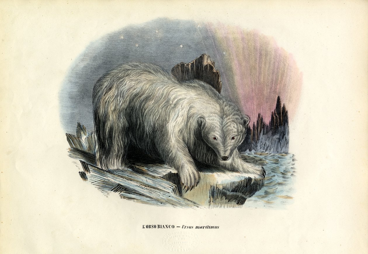 Eisbär, 1863-79 von Raimundo Petraroja