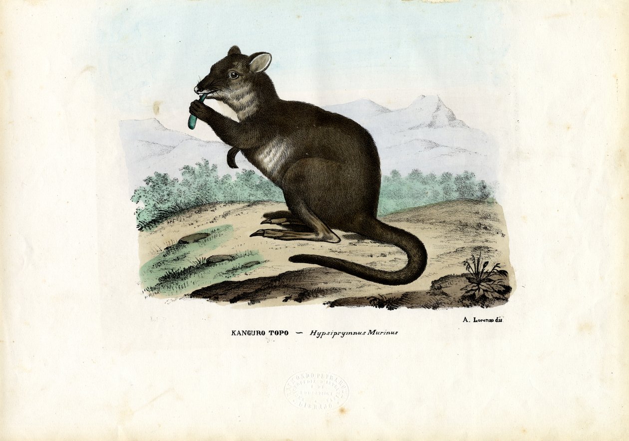 Potoroo, 1863-79 von Raimundo Petraroja