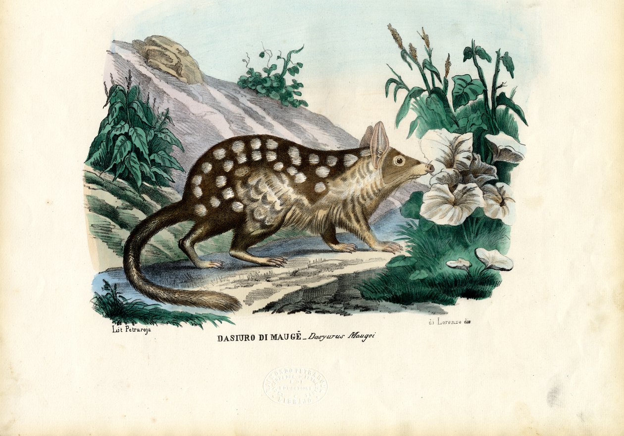 Quoll, 1863-79 von Raimundo Petraroja
