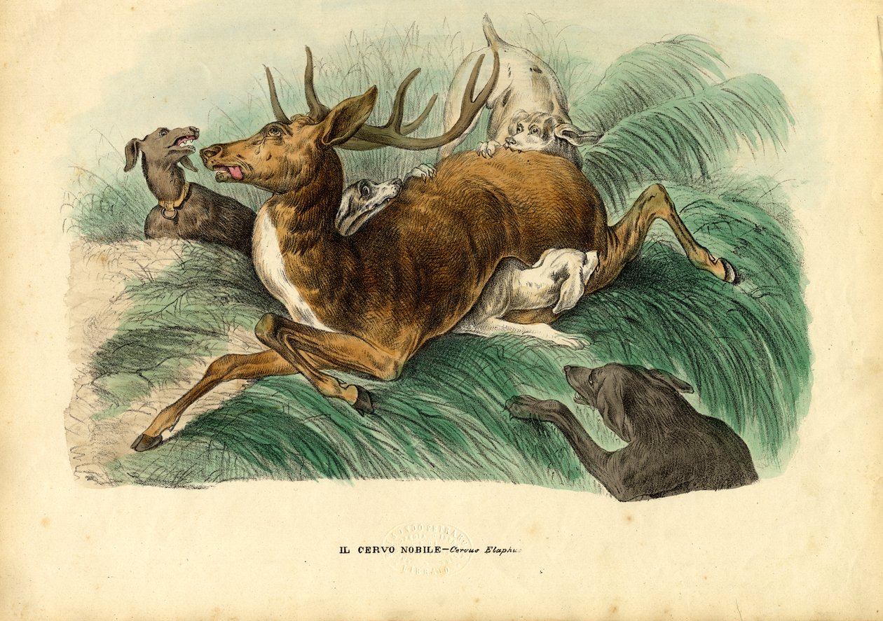 Rothirsch, 1863-79 von Raimundo Petraroja