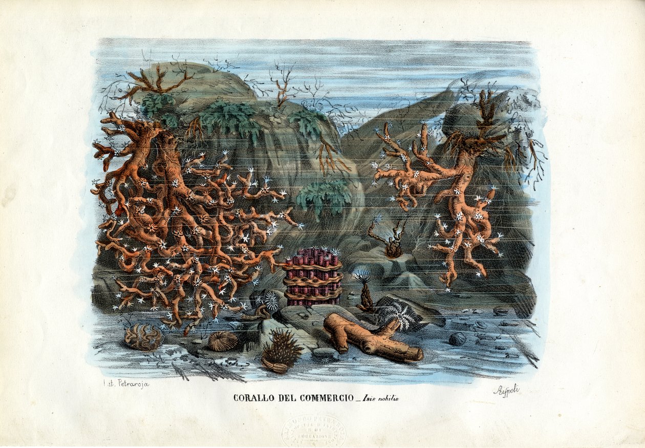 Rote Isis-Korallen, 1863-79 von Raimundo Petraroja