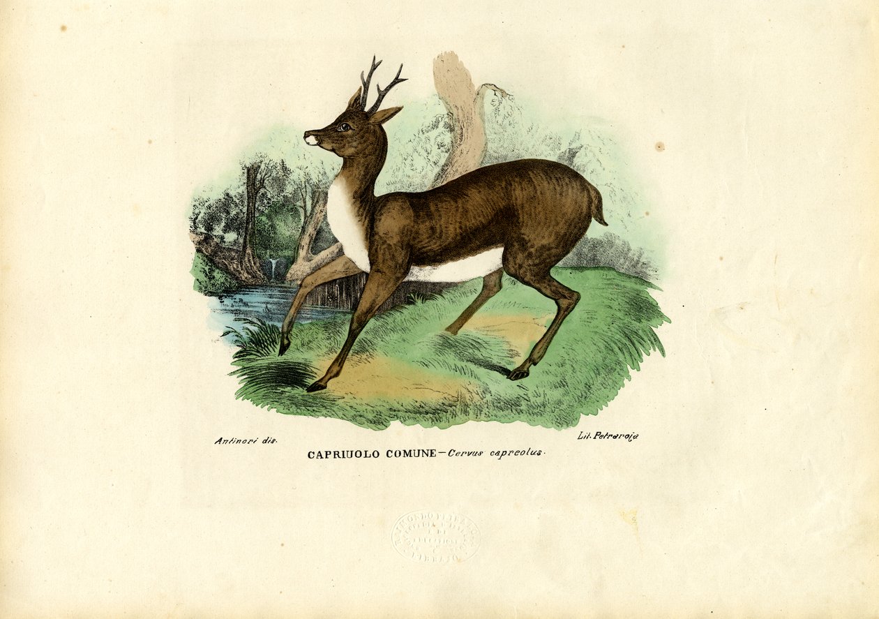 Reh, 1863-79 von Raimundo Petraroja