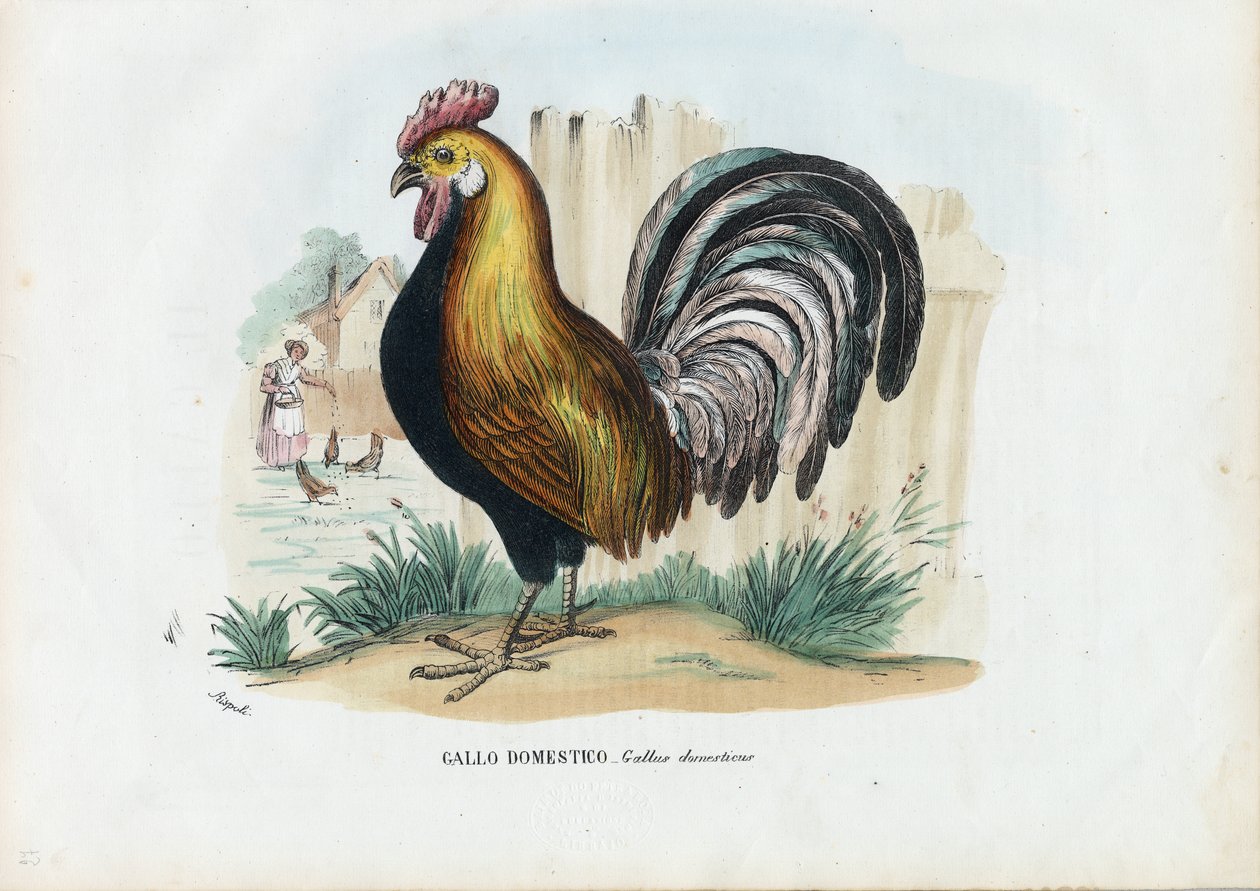 Hahn, 1863-79 von Raimundo Petraroja