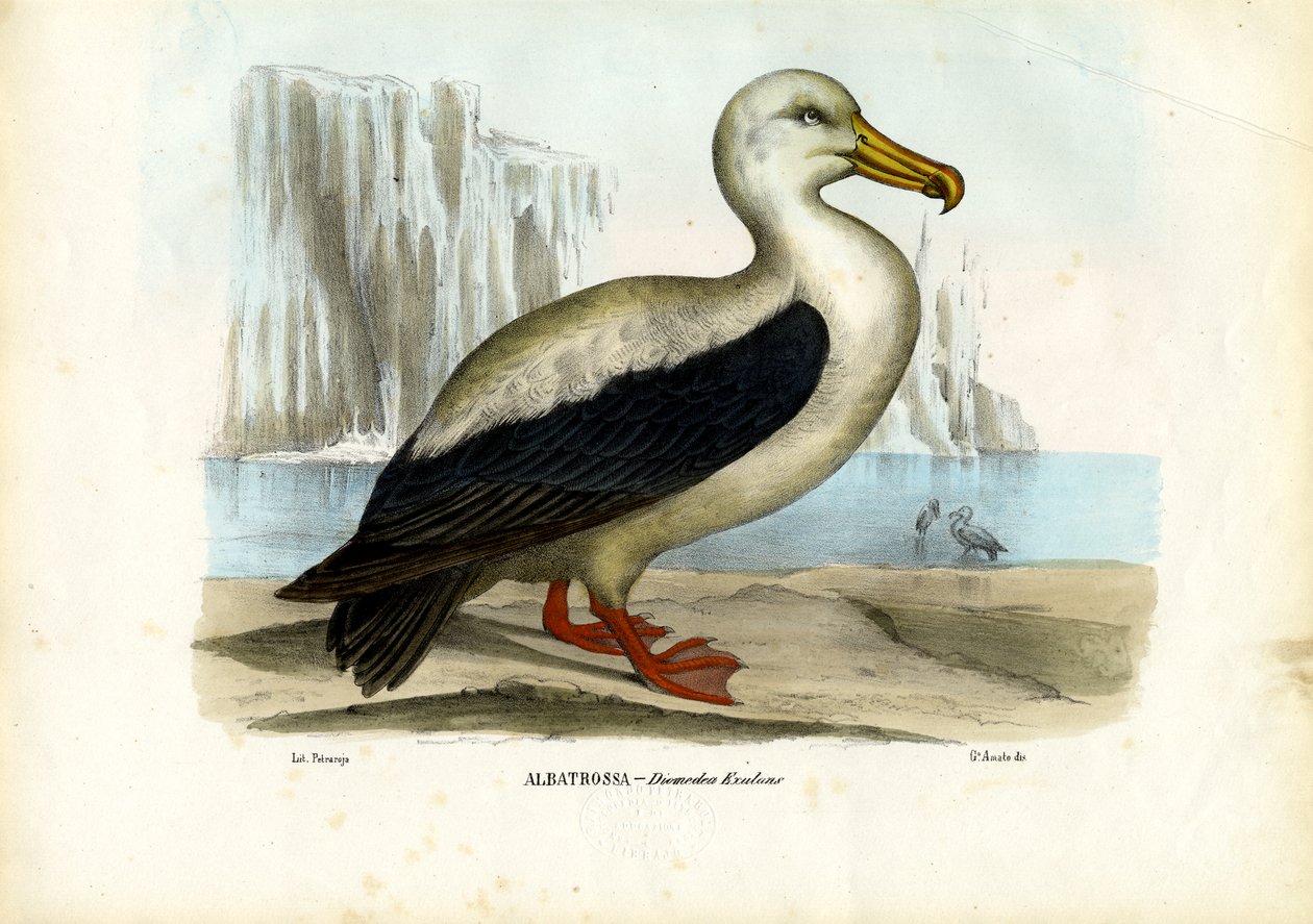 Königsalbatros, 1863-79 von Raimundo Petraroja