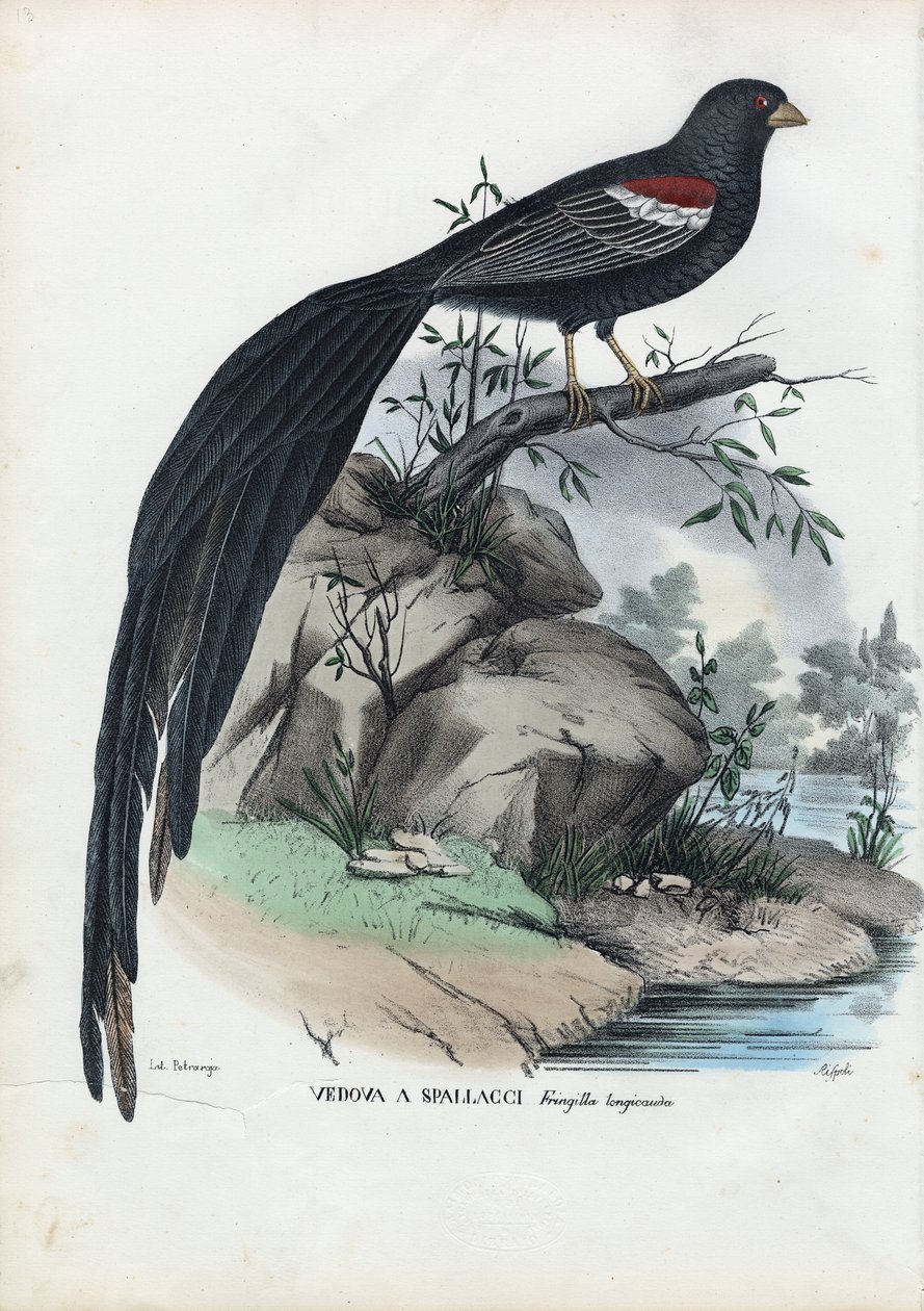 Sibirischer Fink, 1863-79 von Raimundo Petraroja