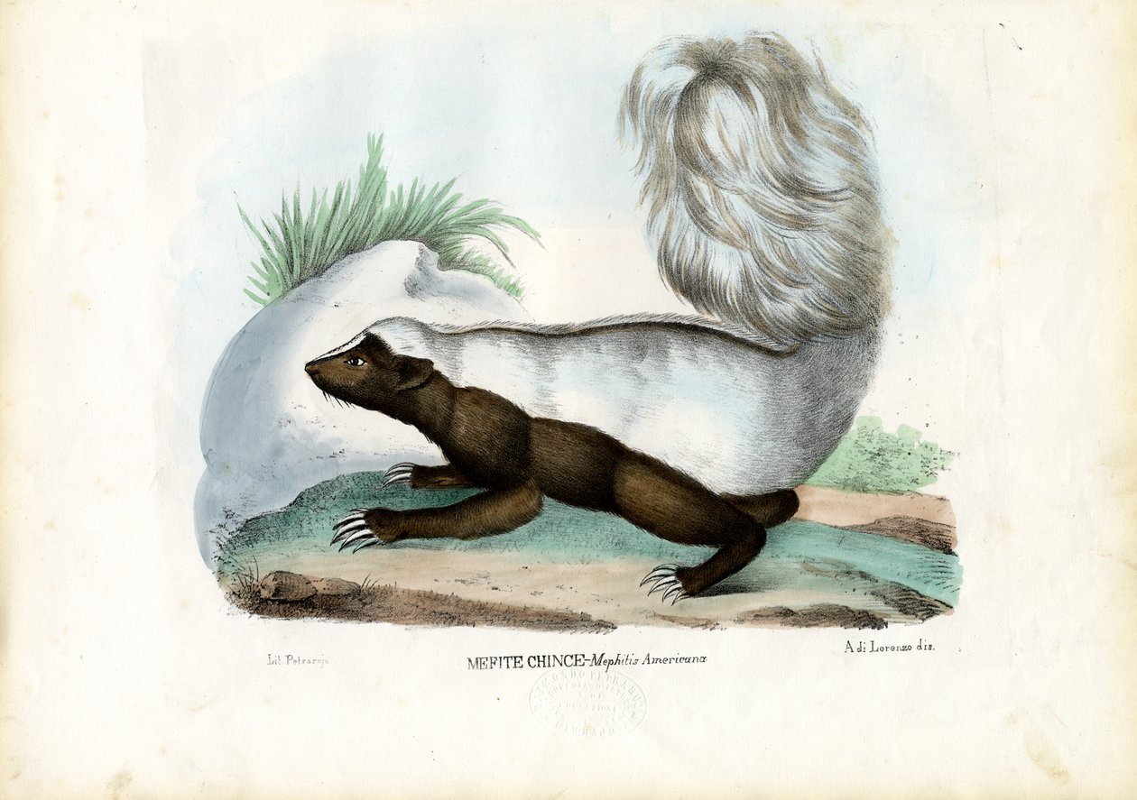 Stinktier, 1863-79 von Raimundo Petraroja