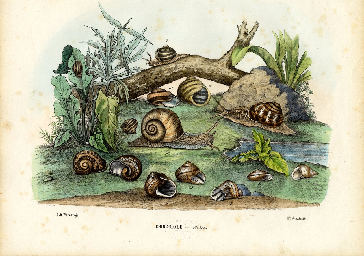 Schnecken, 1863-79 von Raimundo Petraroja