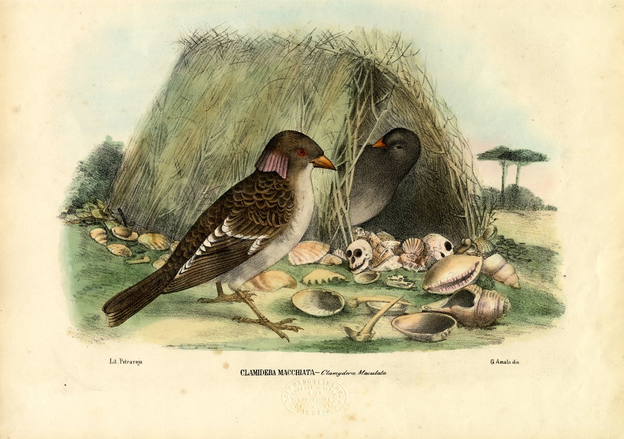 Gefleckter Laubenvogel, 1863-79 von Raimundo Petraroja