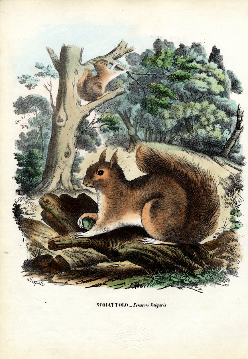 Eichhörnchen, 1863-79 von Raimundo Petraroja