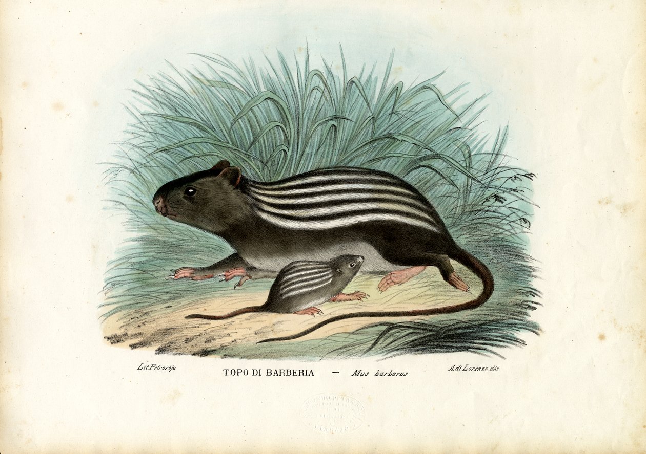 Gestreifte Maus, 1863-79 von Raimundo Petraroja