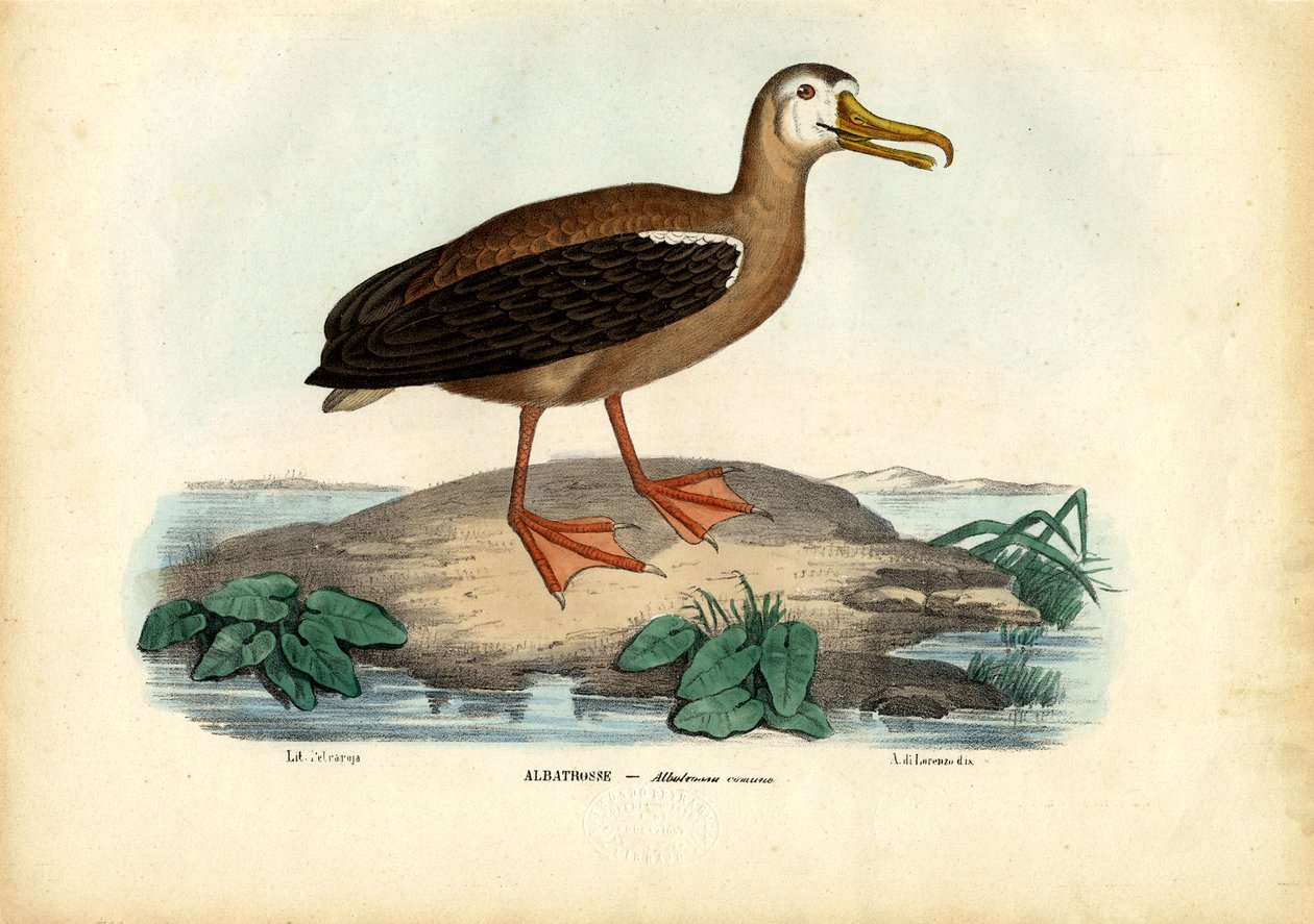 Wanderalbatros, 1863-79 von Raimundo Petraroja