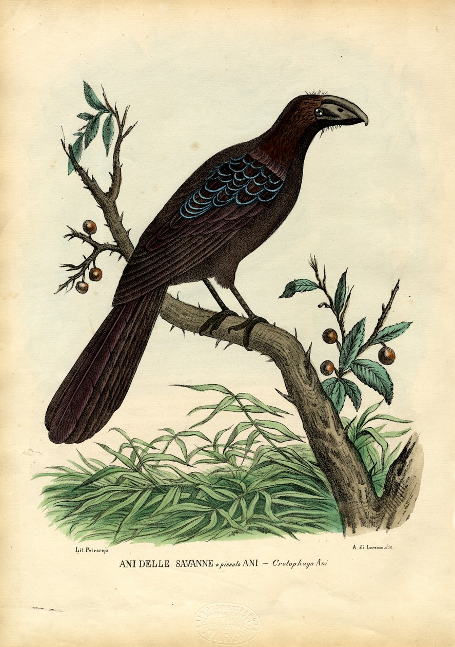 Ani, 1863-79 von Raimundo Petraroja