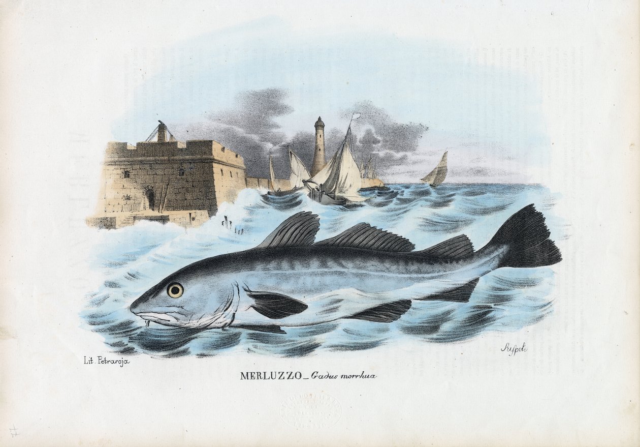 Atlantischer Kabeljau, 1863-79 von Raimundo Petraroja