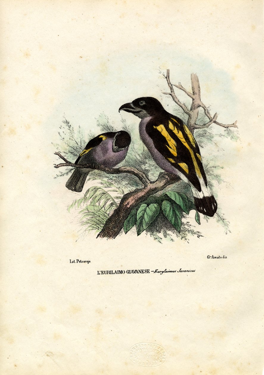Breitschnäbel, 1863-79 von Raimundo Petraroja