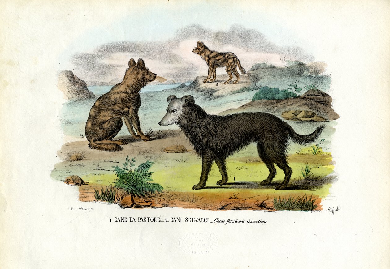 Hunde von Raimundo Petraroja
