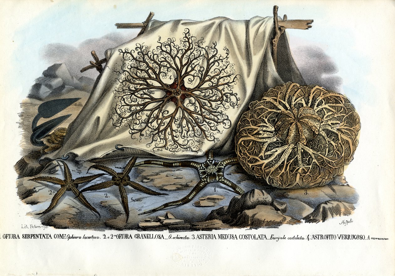 Gorgonenhaupt, 1863-79 von Raimundo Petraroja