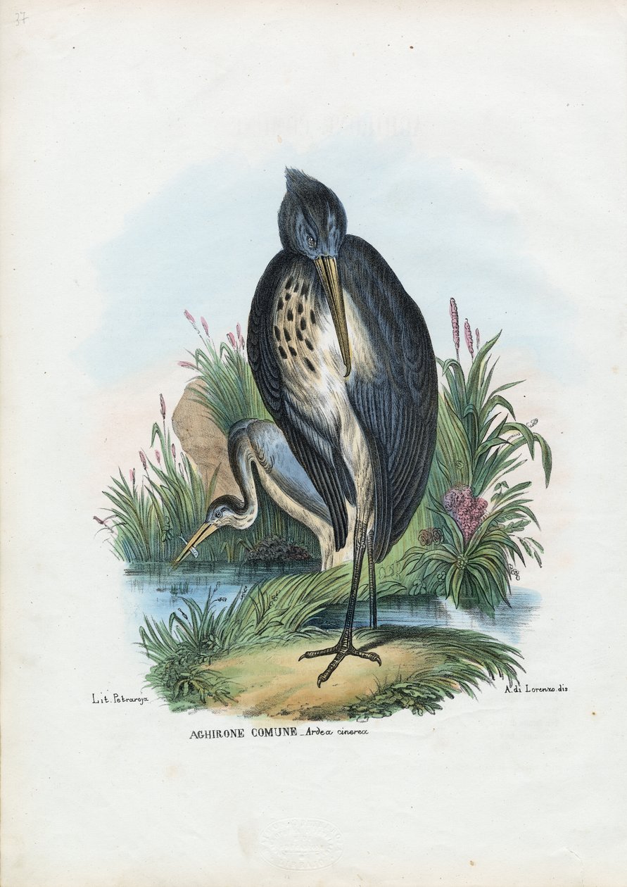 Graureiher, 1863-79 von Raimundo Petraroja