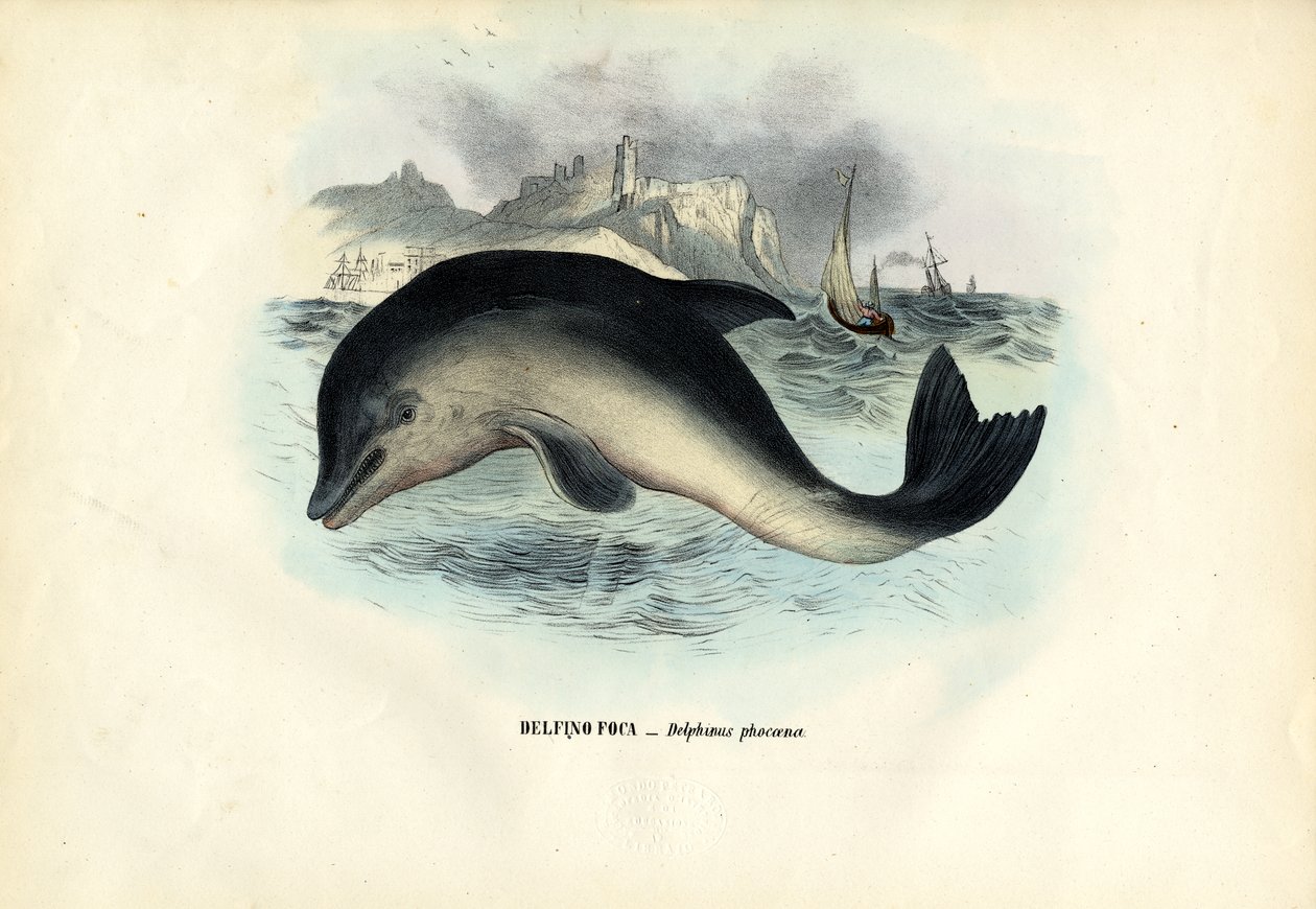 Hafenschweinswal, 1863-79 von Raimundo Petraroja