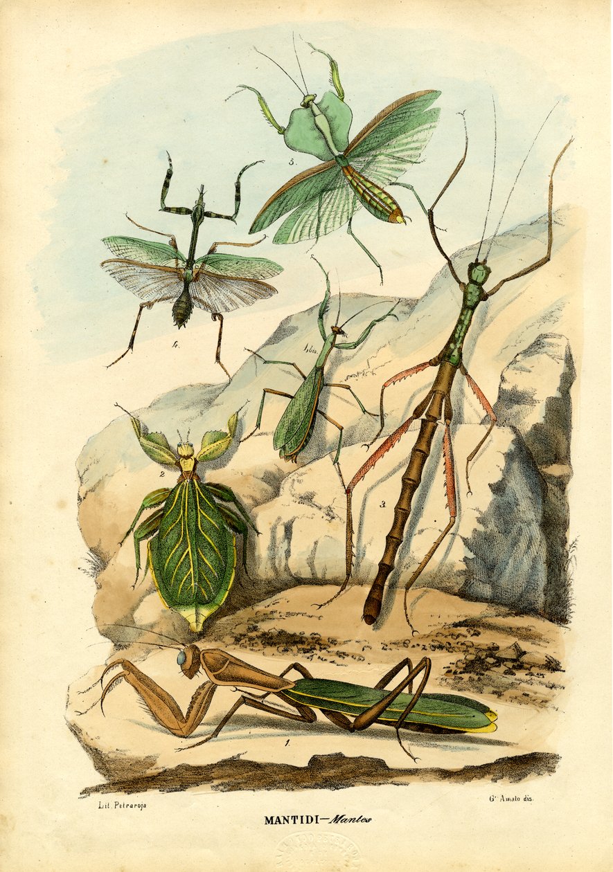 Blattinsekt, 1863-79 von Raimundo Petraroja