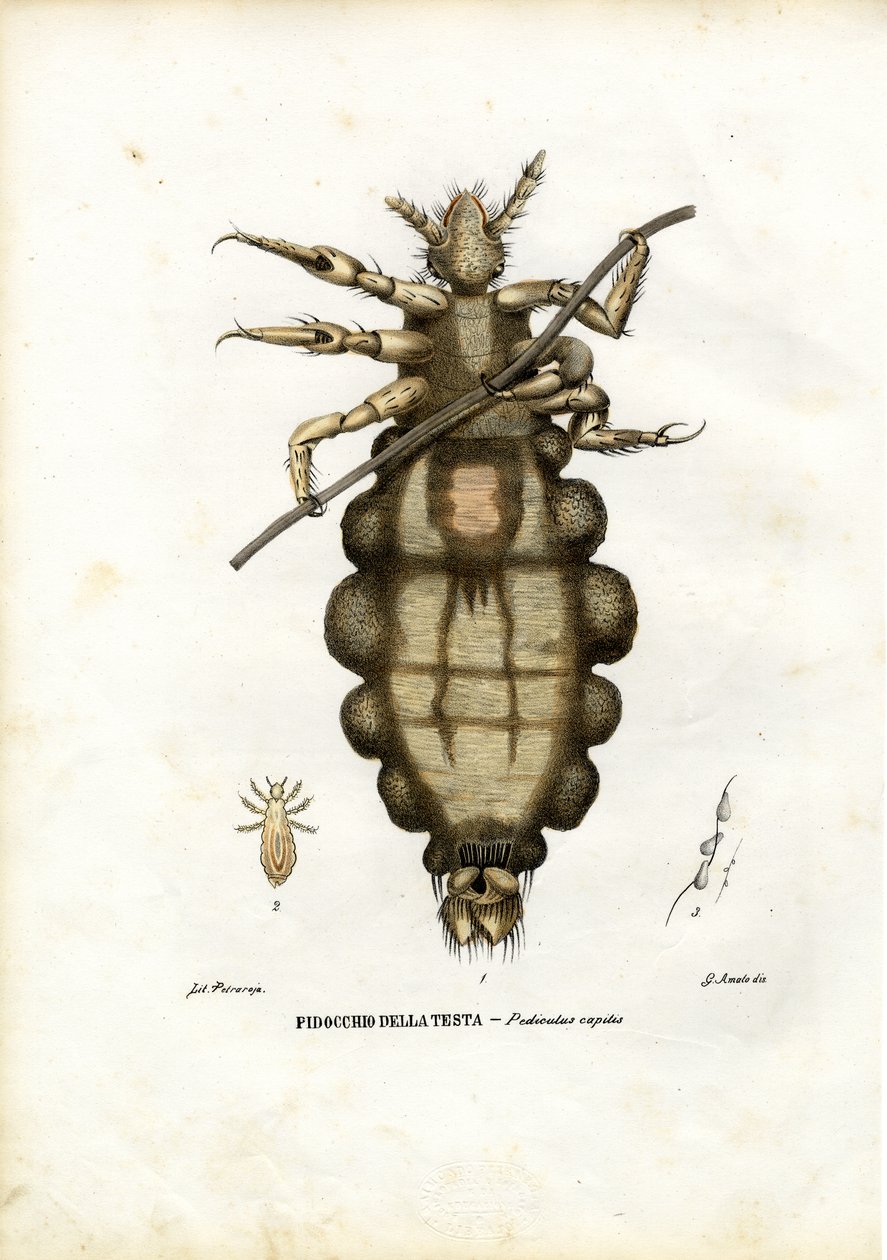 Laus, 1863-79 von Raimundo Petraroja
