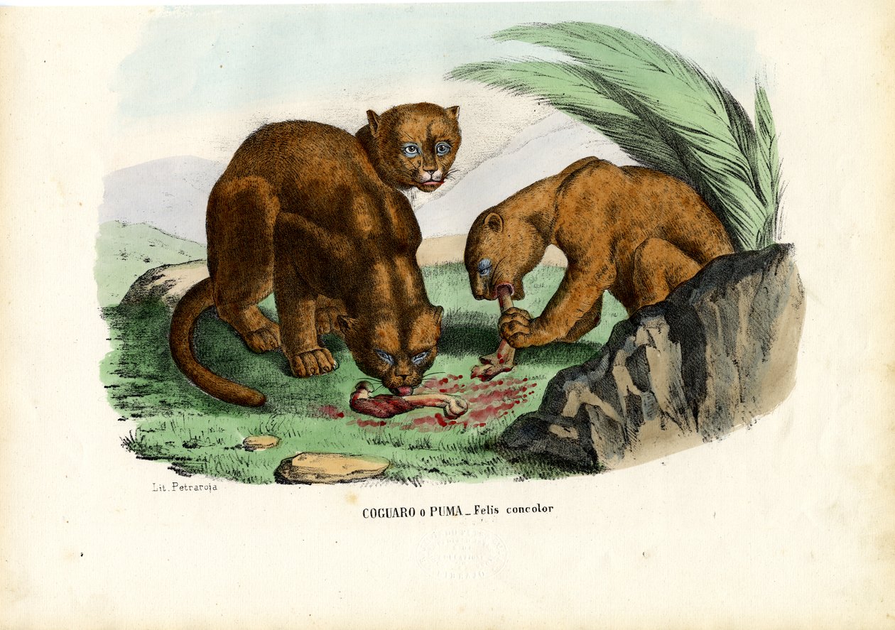 Puma, 1863-79 von Raimundo Petraroja