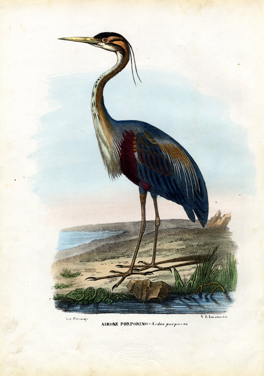 Purpurreiher, 1863-79 von Raimundo Petraroja