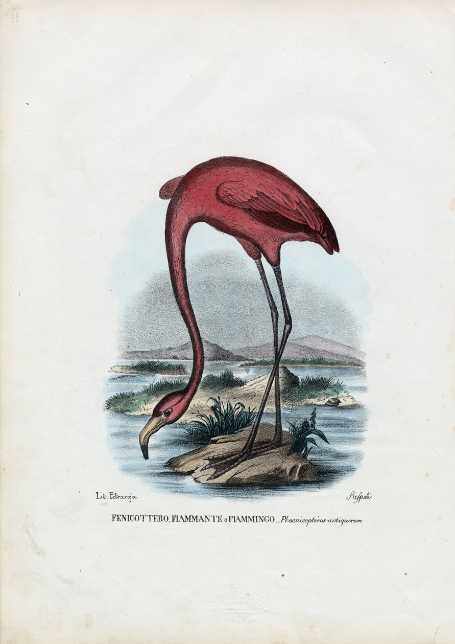 Rosy, 1863-79 von Raimundo Petraroja