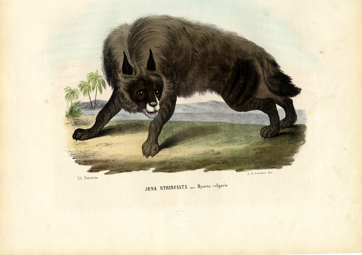 Gestreifte Hyäne, 1863-79 von Raimundo Petraroja