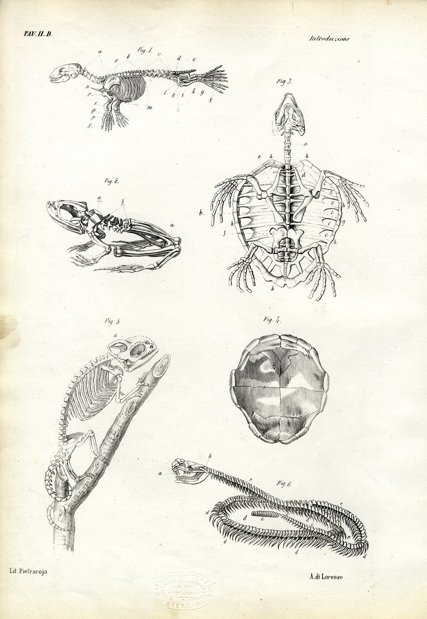 Schildkröte, 1863-79 von Raimundo Petraroja