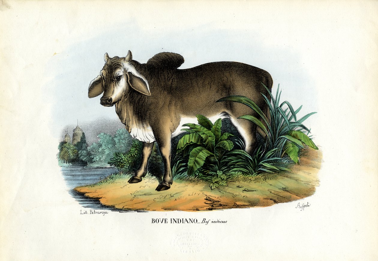 Zebu, 1863-79 von Raimundo Petraroja