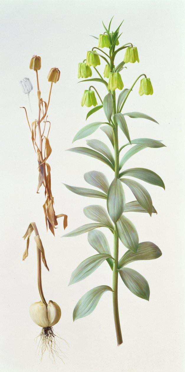 Fritillaria Pallidiflora von Raymond Booth