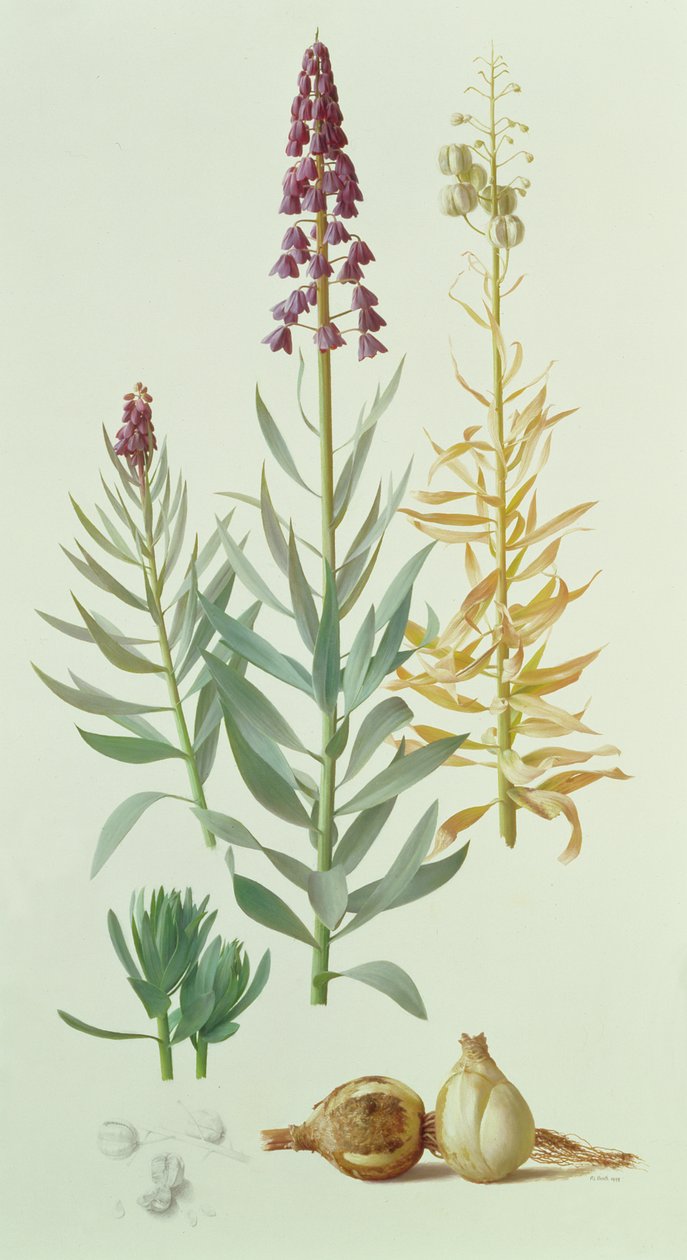 Fritillaria Persica von Raymond Booth
