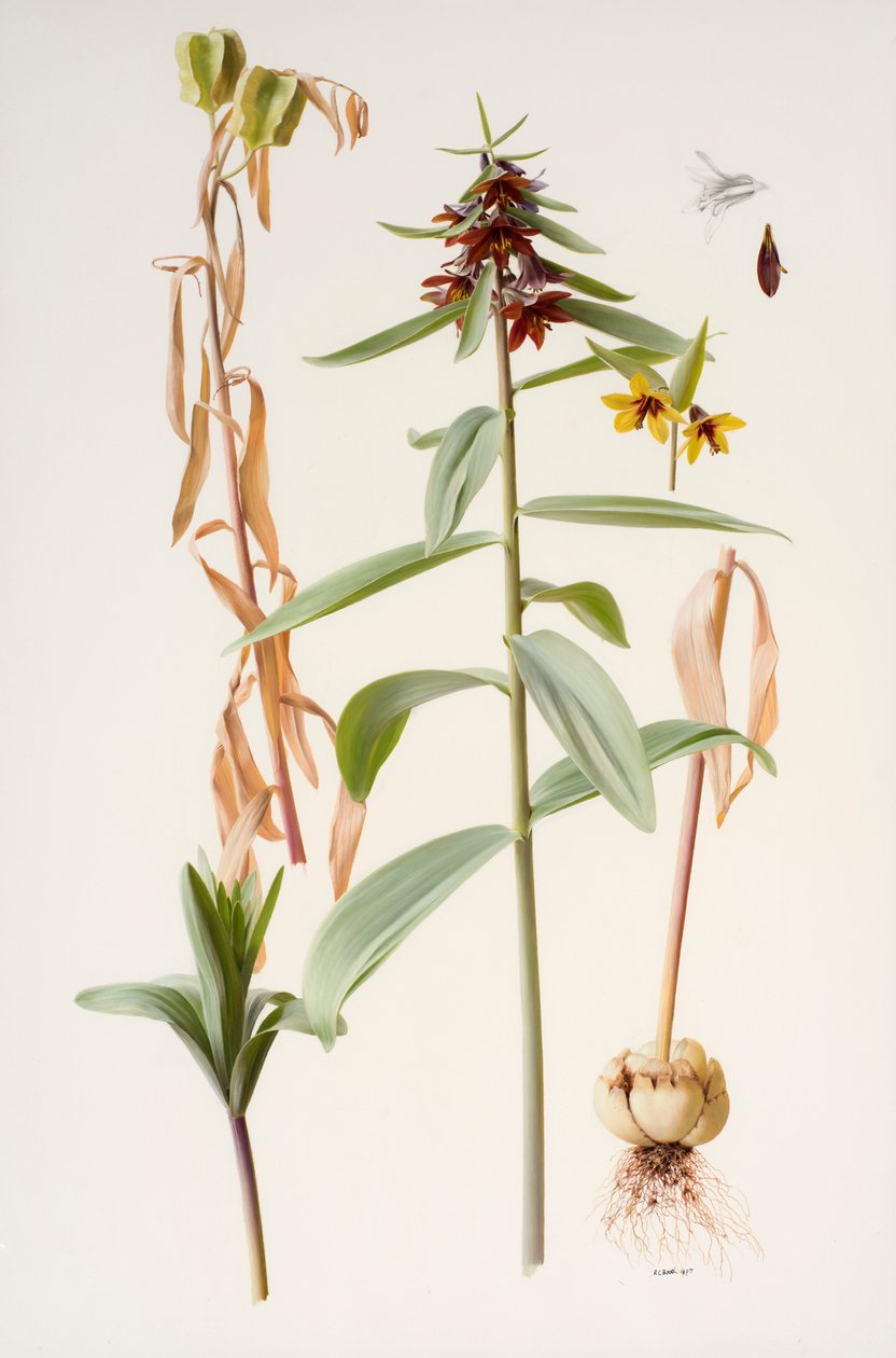 Fritillaria sewerzowii von Raymond Booth