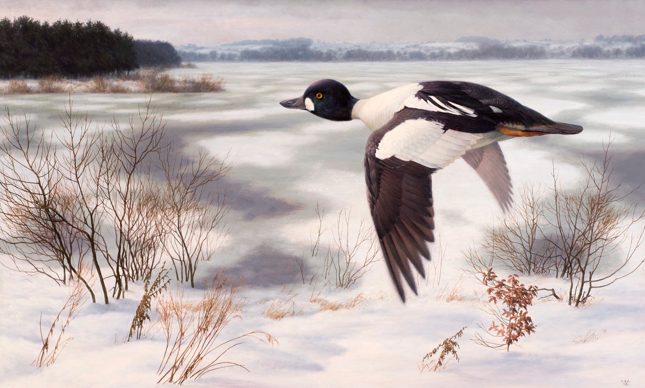 Schellente in einer Winterlandschaft von Raymond Booth