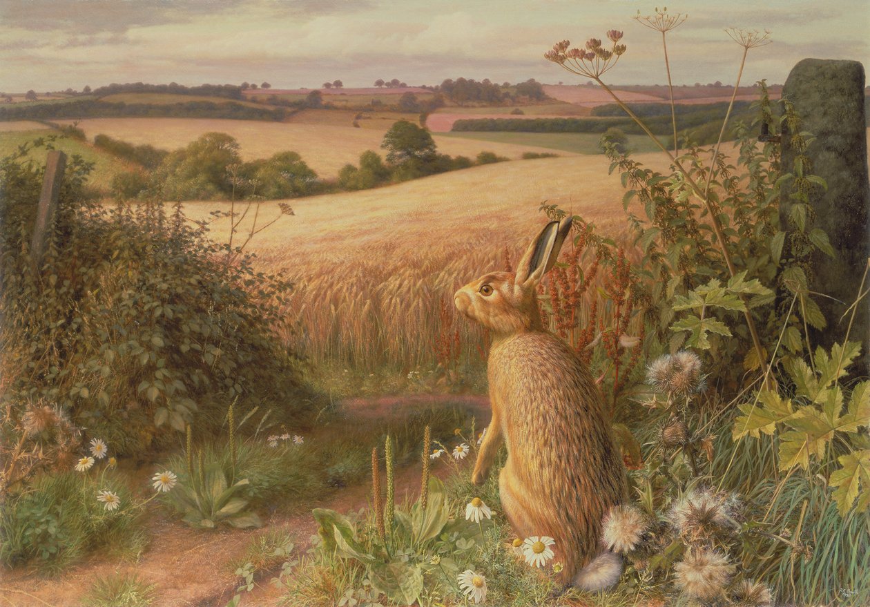 Hase auf einem Feld von Raymond Booth