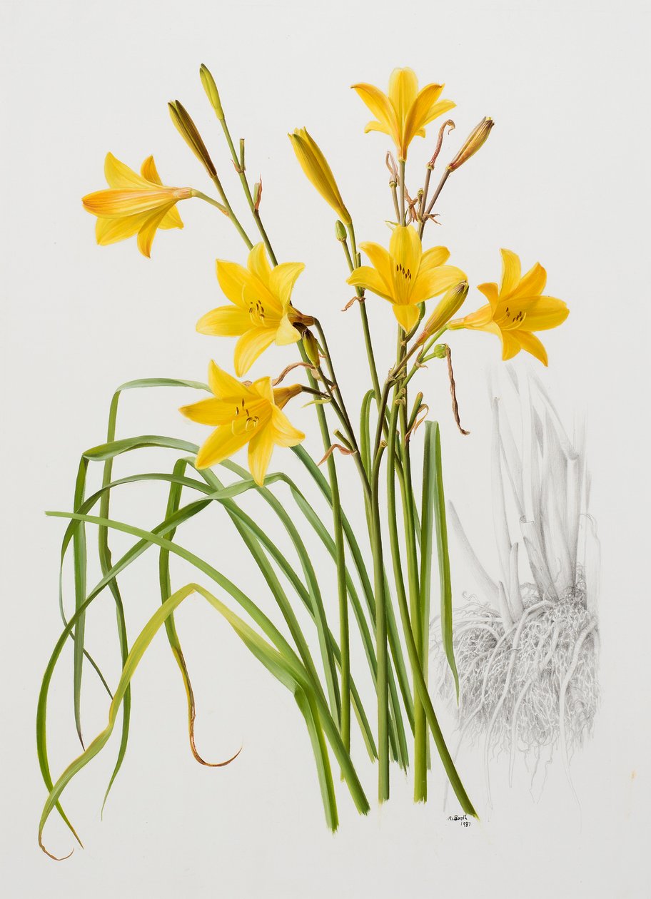 Hemerocallis dumortieri von Raymond Booth