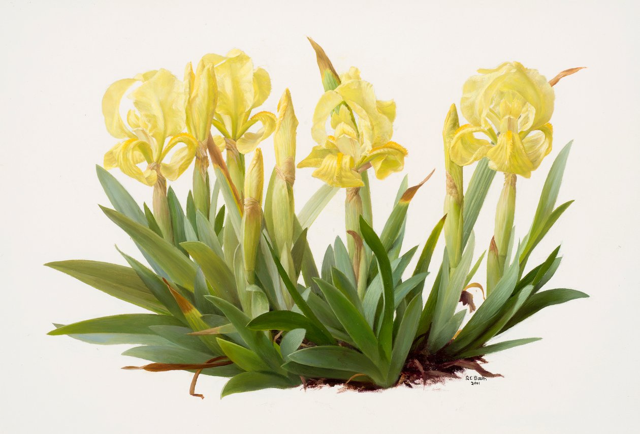Iris lutescens von Raymond Booth