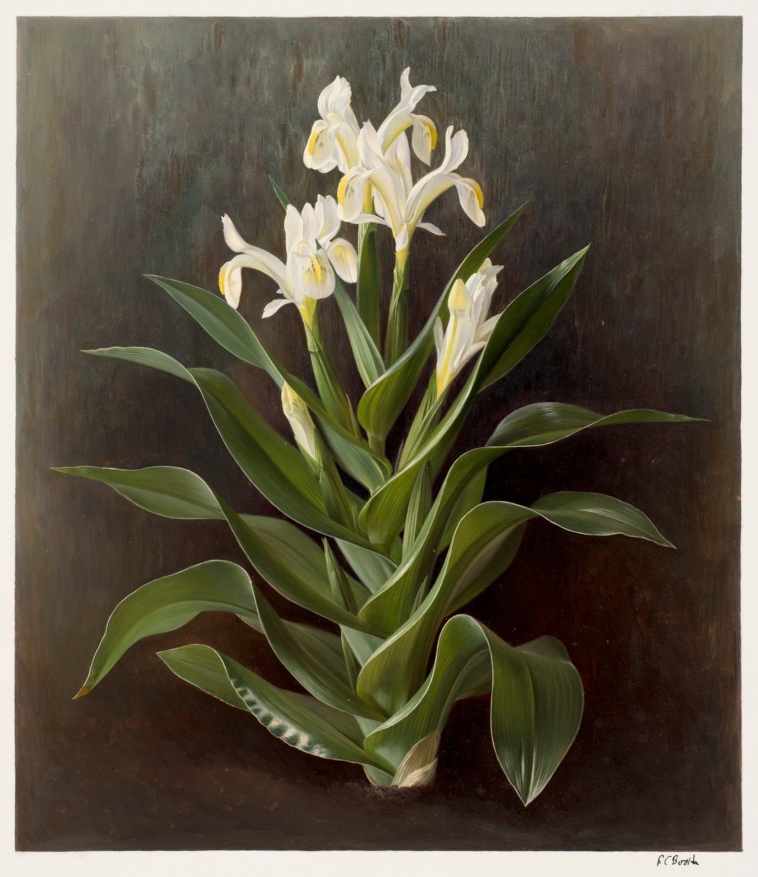 Iris willmottiana alba von Raymond Booth