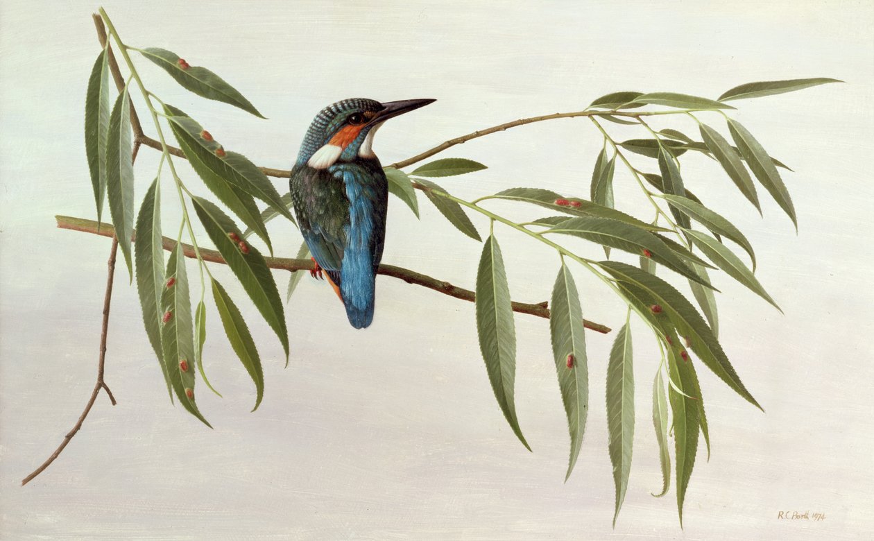 Eisvogel von Raymond Booth