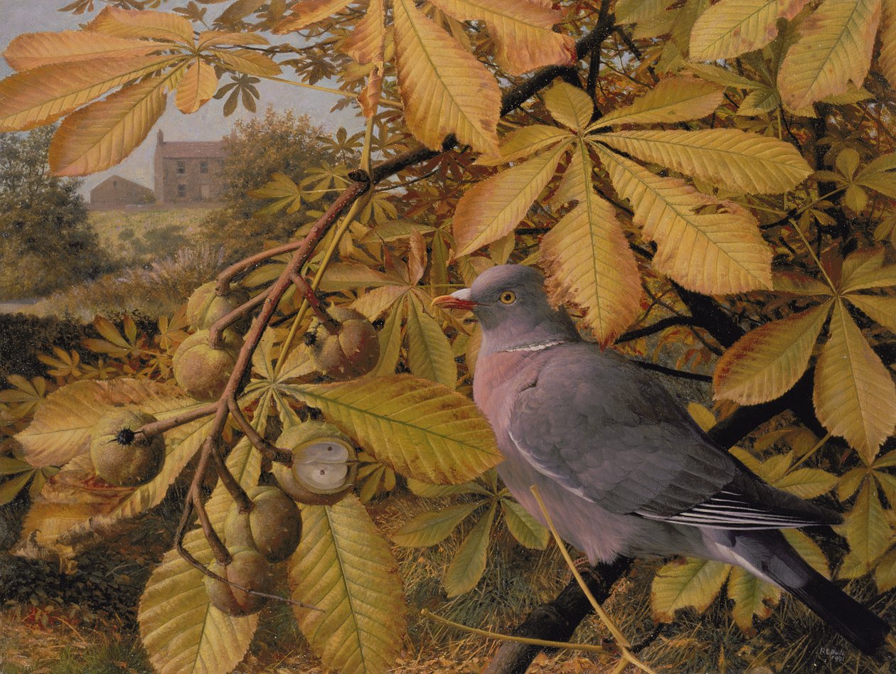 Oktober: Taube in Rosskastanie von Raymond Booth